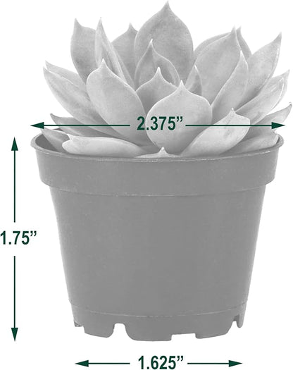 Arcadia Garden Products Live Assorted Mini Succulents in 2 in. Grower Pot, 28-Pack, Green (LV67) ***Cannot Ship to Hawaii***