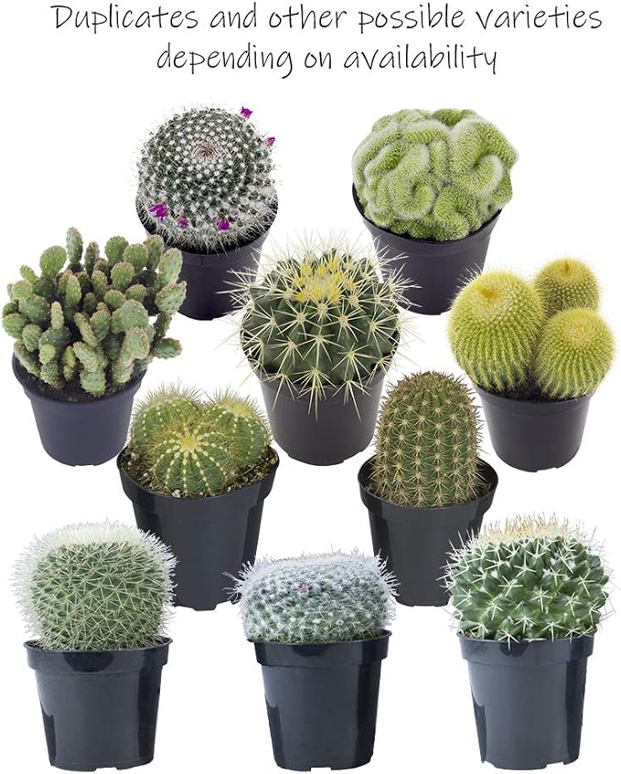 Altman Plants, Assorted Cactus Plants Live Succulents (6 Pack), Live Cactus Plant Lover Gifts, Cacti Succulents Plants Live Houseplants, Succulent Indoor Plants Live Plants in Cactus Soil Potting Mix