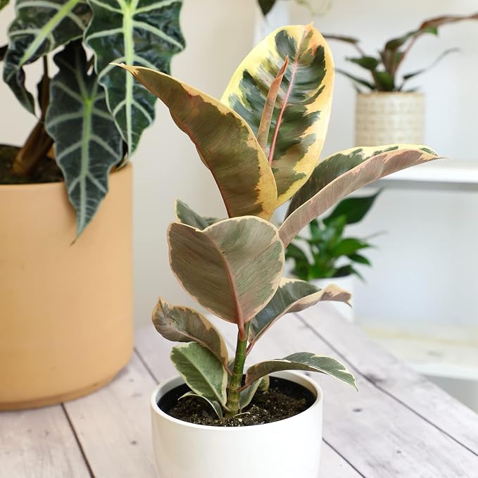 6" Ficus Tineke, Variegated Rubber Plant, Real Ficus Tree, Indoor Garden Greenhouse Plant Room Decor Office Plants Live Real Plants Indoor Live Plants Indoor Plants Live Houseplants by Plants for Pets