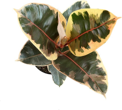 6" Ficus Tineke, Variegated Rubber Plant, Real Ficus Tree, Indoor Garden Greenhouse Plant Room Decor Office Plants Live Real Plants Indoor Live Plants Indoor Plants Live Houseplants by Plants for Pets