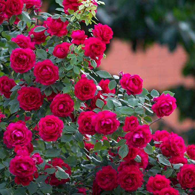 Jobe's Rose Fertilizer Spikes, Easy Plant Care Plant Fertilizer for Rose, Hydrangea, Hibiscus, Azalea, and Other Flowering Shrubs, 10 Count