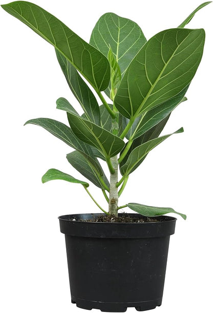Live Ficus Tree 'Audrey' (Approx. 16" Tall) in 6" Grower Pot, Air Purifying Easy Live Indoor Houseplant, Unique Desk & Office Plant by Plants for Pets