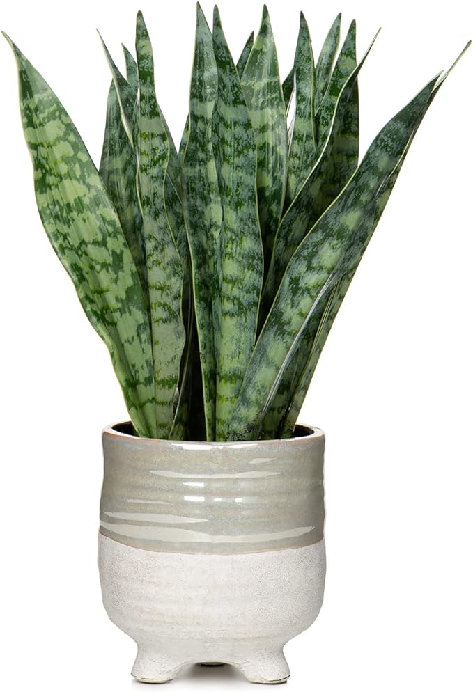Hollyone Fake Snake Plant 12 Inch Small Artificial Snake Plant Potted with Ceramic Pot Faux Sansevieria Plant for Home Office Room Indoor Decor Housewarming Gifts