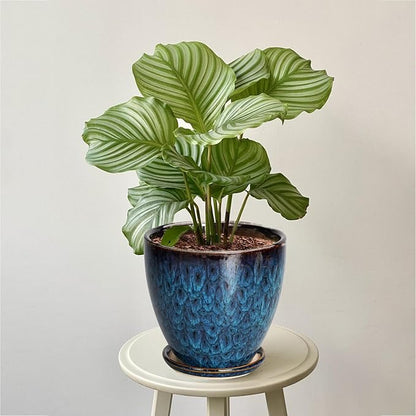 Ceramic Plant Pot, 6.3 Inch Ceramic Planter Pot with Drainage Hole and Saucer, Succulent Round Flower Pot for Indoor Plants Outdoor, Blue