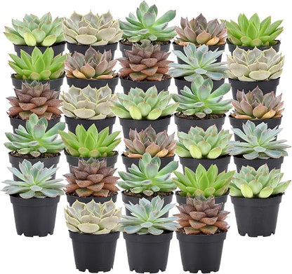 Arcadia Garden Products Live Assorted Mini Succulents in 2 in. Grower Pot, 28-Pack, Green (LV67) ***Cannot Ship to Hawaii***