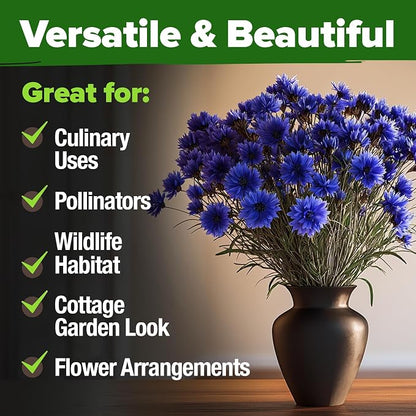HOME GROWN Bachelor Button Seeds Tall Blue - 6000 Cornflower, Stunning Blue Blooms for Wildflower Gardens, Non-GMO Flowers & Pollinator-Friendly Spaces, Low Maintenance Flower Seeds (Centaurea cyanus)